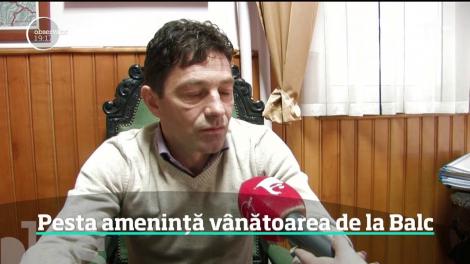 Celebra partidă de v&acirc;nătoare de la Balc ar putea fi umbrită de pesta porcină