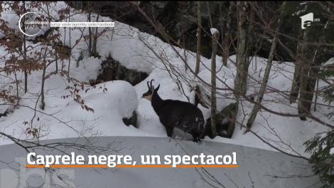 Turiştii care ajung &icirc;n această perioadă &icirc;n Cheile Jieţului, din Petrila, au toate şansele să admire caprele negre