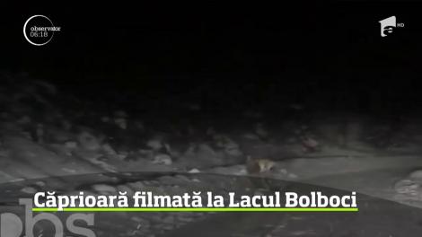 Căprioară filmată la Lacul Bolboci