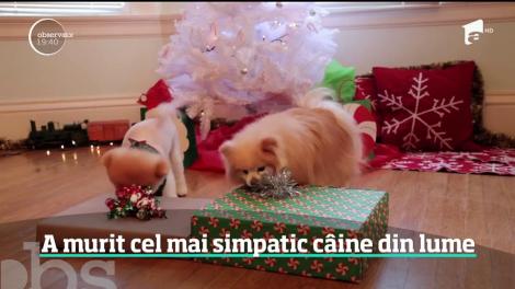 A murit Boo, cel mai simpatic câine din lume