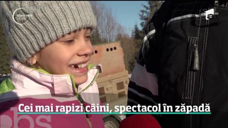 Cei mai rapizi câini s-au întrecut în Harghita