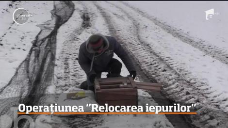 Vânătorii din Arad au reuşit să prindă 200 de iepuri. Animalele vor fi relocate în zone depopulate