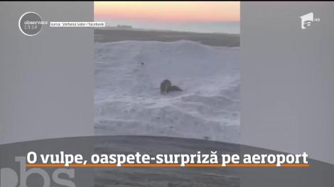 Apariţie inedită pe Aeroportul Internaţional din Iaşi. În ultima vreme, o vulpe ajunge tot mai des în zonă, inclusiv pe pistă