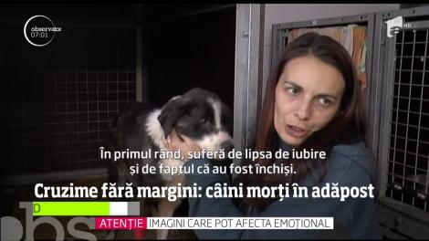 Proprietarul adăpostului groazei din Braşov a fost identificat de poliţişti şi dus la audieri