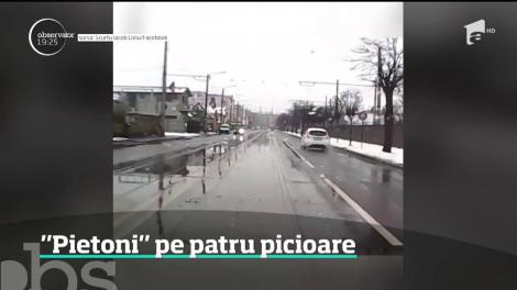 Pe un bulevard din Cluj-Napoca, şoferii au oprit să dea prioritate unor porci!