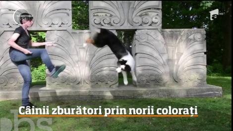 Imagini neobişnuite realizate de o fotografă din Statele Unite, mare iubitoare de câini şi de culori