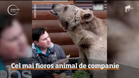 Urs crescut în sălbăticie, adoptat de un cuplu din Rusia