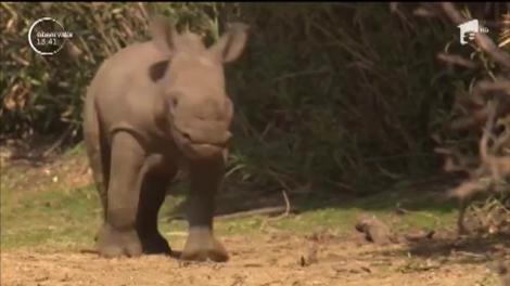 Un pui de rinocer născut într-o grădină zoologică din Israel face deja senzaţie, deşi are mai puţin de o lună de viaţă