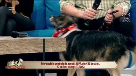 Fenomenul abandonului câinilor de către stăpâni