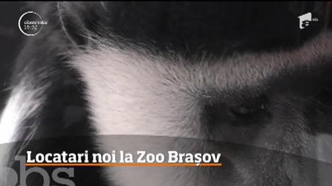 Braşovul a devenit casă pentru patru noi specii de animale!