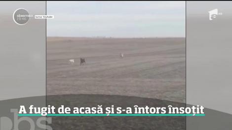 Un câine care a fugit de acasă s-a întors cu un cadou neaşteptat pentru stăpânul său