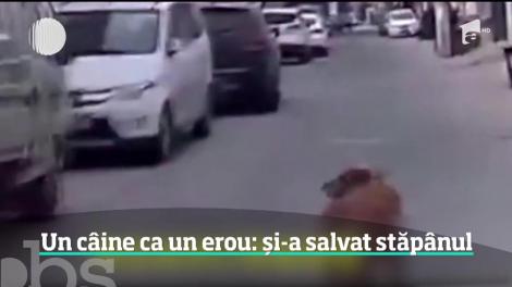 Caz unic în lume! Un câine a aşteptat ambulanţa în mijlocul drumului și a ghidat-o până la stăpânul care se zbătea să moară