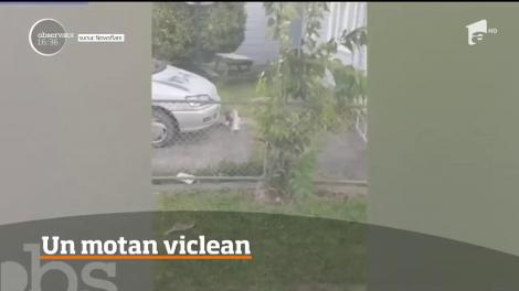 Un motan viclean. Max are obiceiul să fure ziarul vecinului chiar din faţa caseii