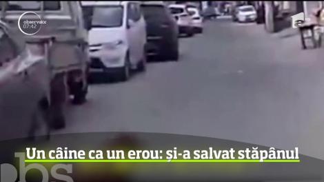 Un câine este considerat erou în China, după ce a reuşit să-i salveze viaţa stăpânului său