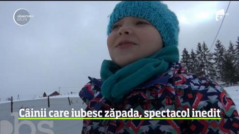 Concurs de atelaje canine, în Hunedoara