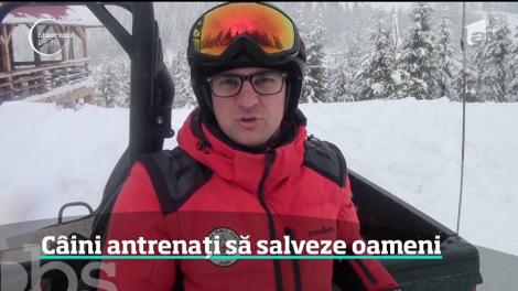 Câini dresați să salveze oameni din avalanșă. Cum decurge un atrenament