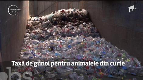Taxă inedită într-o localitate din Călăraşi. Gospodarii trebuie să plătească pentru mizeria lăsată în urmă de animale