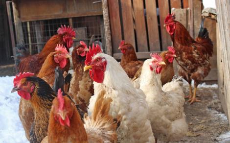 Taxe pentru mizeria făcută de animale, într-o comună din Călărași! Cât ar ajunge să plătească săteni