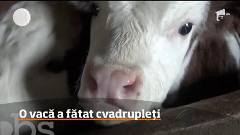 Dacă s-ar inventa titlul de "mamă eroină" pentru animale, o vacă din judeţul Bistriţa Năsăud ar fi prima care l-ar obţine