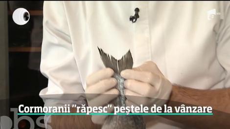 Cormoranul de Dunăre ne mănâncă peştele din deltă!