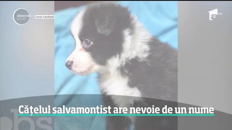 Se caută un nume pentru un viitor erou! Un pui de c&acirc;ine antrenat să intervină &icirc;n caz de avalanşă tocmai a intrat &icirc;n echipa salvamontiştilor din Sinaia