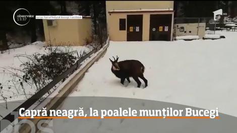 O apariţie mai puţin obişnuită la poalele Munţilor Bucegi!
