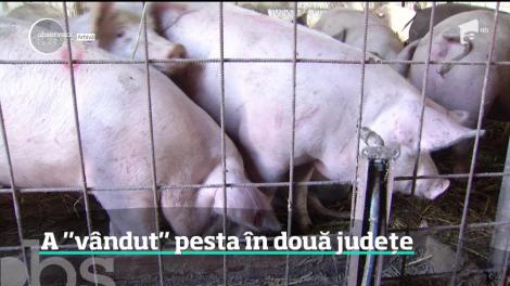 Pesta porcină africană se extinde! Încă două focare au apărut în Timiş şi Arad. Ambele ar fi fost provocate de acelaşi bărbat