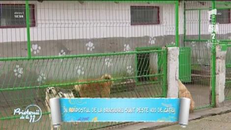 Cum se poate adopta un cățel dintr-un adăpost. De ce acte ai nevoie