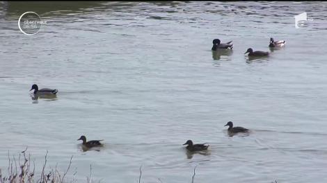 Natura oferă un spectacol inedit în această perioadă la Galaţi