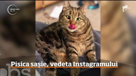 O pisică din Statele Unite a devenit faimoasă pe Instagram datorită privirii caraghioase