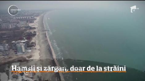 Încălzirea globală afectează speciile de peşte din Marea Neagră! Hamsia şi zărganul au migrat spre ape mai calde