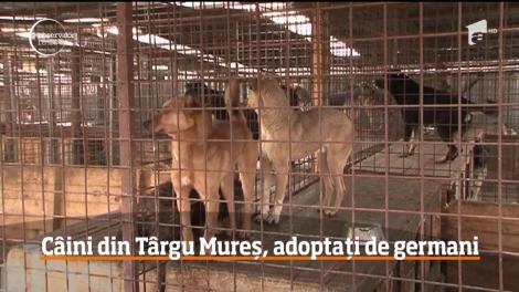 Câinii fără stăpâni din Târgu Mureş sunt adoptaţi mai mult de străini decât de români!
