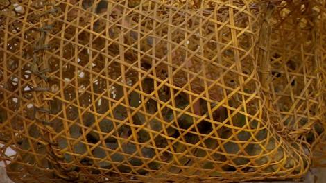 Crocodilii au viaţă grea cu "mama" Vula! Mircescu, luat la rost pentru că nu face nimic!