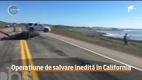 Autorităţile californiene au luat parte la o operaţiune de salvare cu totul inedită