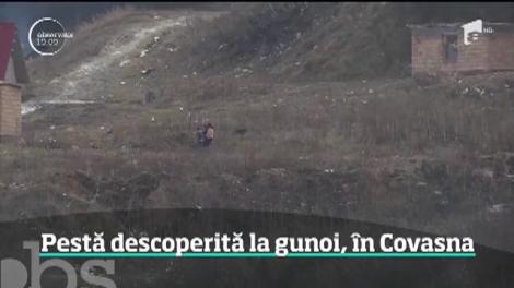 Pesta porcină africană a ajuns şi în judeţul Covasna