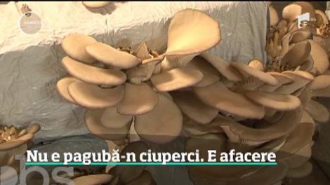 O afacere de zeci de mii de euro a răsărit într-o localitate din Mureş. Tone de ciuperci pleurotus şi champignon sunt culese acolo în fiecare în lună