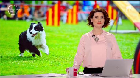 Pisica pasionată de pian