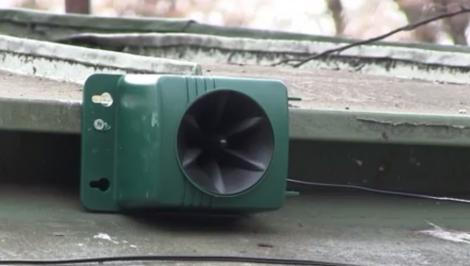 Edilii Clujului au decis să investească în aparate care să îndepărteze ciorile din oraș