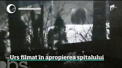 Urs filmat în apropierea Spitalului Judeţean din Miercurea Ciuc