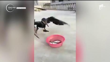Celebrii cormorani nu-i dau pace lui Petre Daea. Ministrul a mai făcut o demonstraţie despre cât de lacome sunt păsările pe care le-a făcut faimoase în Europa