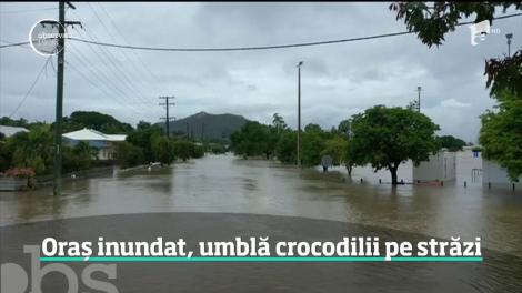 Oamenii sunt înspăimântaţi, într-un oraş din Australia. După cele mai grave inundaţii din ultimul secol, străzile s-a umplu de şerpi şi crocodili