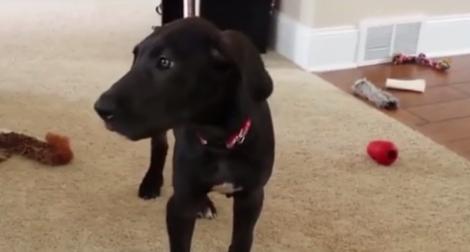 Comunicarea cu animale înseamnă inteligență