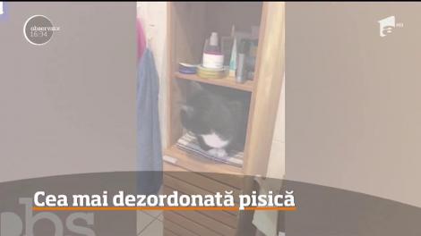 Cea mai dezordonată pisică