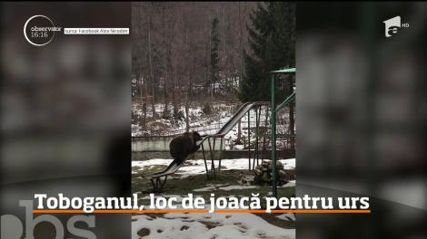 Inedit! Imagini de senzație în Brașov! Un urs a fost surprins în timp ce se distra pe un tobogan!