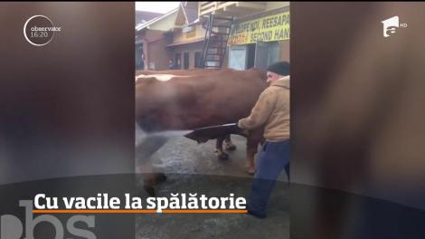 Un bărbat din Bacău și-a dus vacile la o spălătorie auto