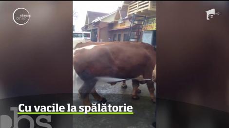În Bacău, vaca nu mai este dusă la câmp, ci la spălătorie