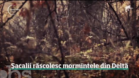 Şacalii terorizează sate din inima Deltei. Ies din pădure în haite şi devastează morminte