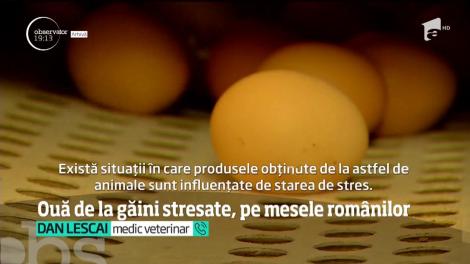 Imagini greu de privit au fost surprinse în fermele industriale de păsări din România. Găinile sunt torturate, iar ouăle care ajung în magazine sunt produse în condiţii greu de imaginat