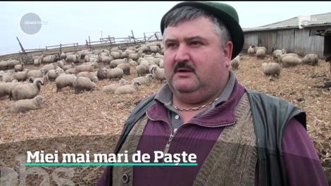 Mieii de Paşte pleacă la export. Până la sfârşitul lunii aprilie, vor fi prea mari şi prea greu de vândut, aşa că ciobanii vor să fie siguri de profit