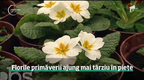 De mărţişor, românii trebuie să se mulțumească cu flori scumpe, din import. În serele româneşti, vremea capricioasă a făcut ravagii